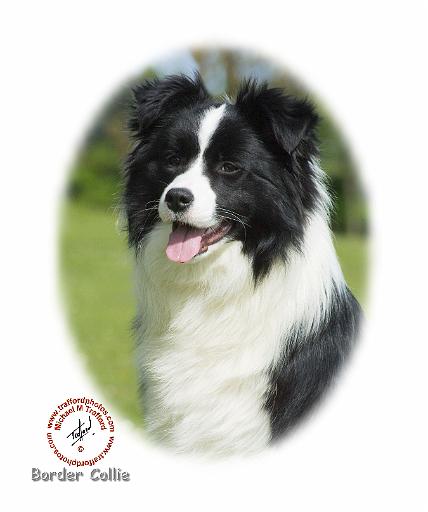 Border Collie 9T085D-101 oval.jpg